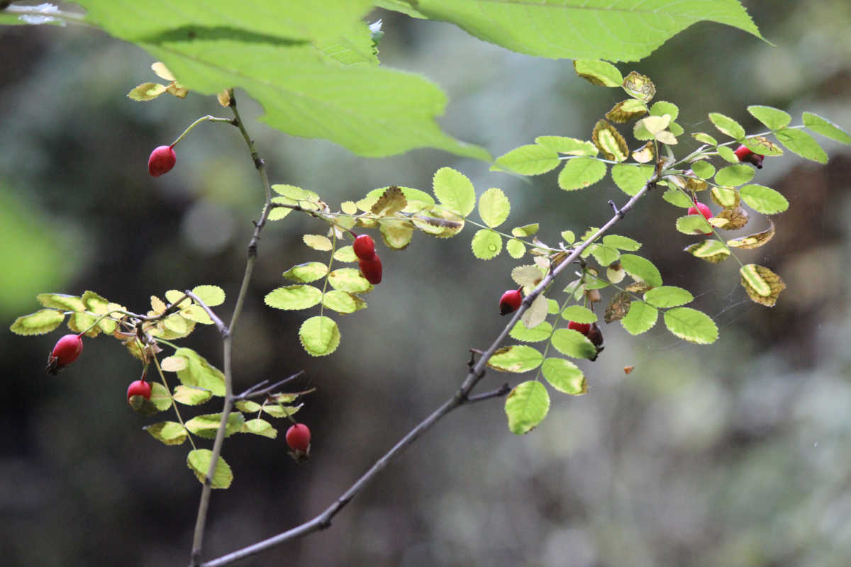image of nature